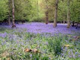 bluebells