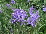 bluebells