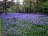 bluebells